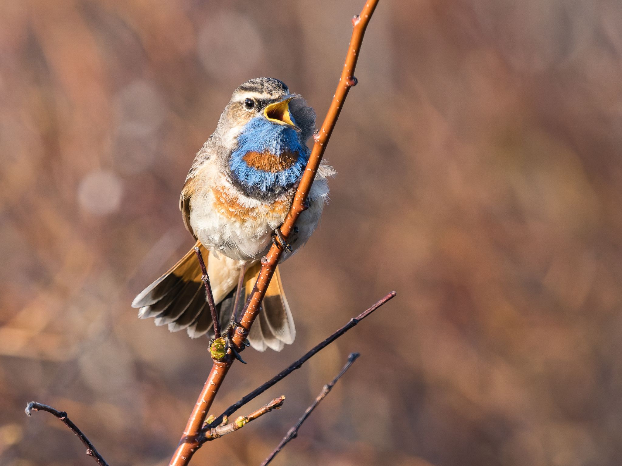 Blaukehlchen
